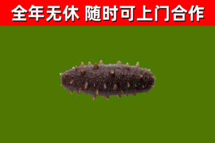 白玉县回收海参干